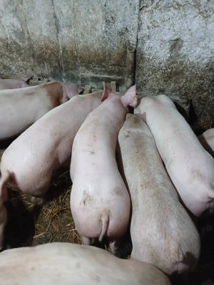 Purcei 45 50kg rasa landras x duroc