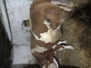 Juninca de vanzare de 1 an și 8 luni - imagine 2