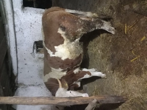 Juninca de vanzare de 1 an și 8 luni - imagine 3