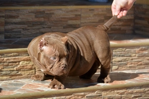 American Bully- ABKC - imagine 3