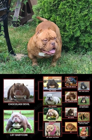 American Bully- ABKC - imagine 4