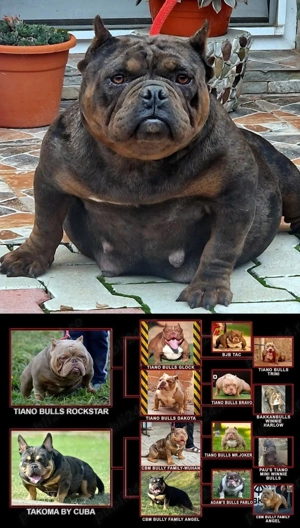 American Bully- ABKC - imagine 5