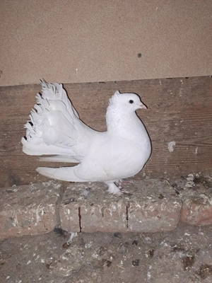 Porumbei de vânzare - imagine 4