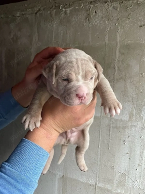 American bully pocket