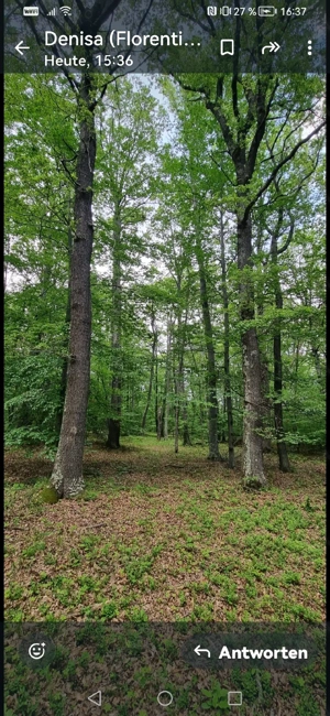 524 ha Padure foiasa