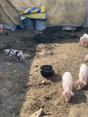 purcei de casa  - imagine 3