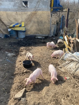 purcei de casa  - imagine 2