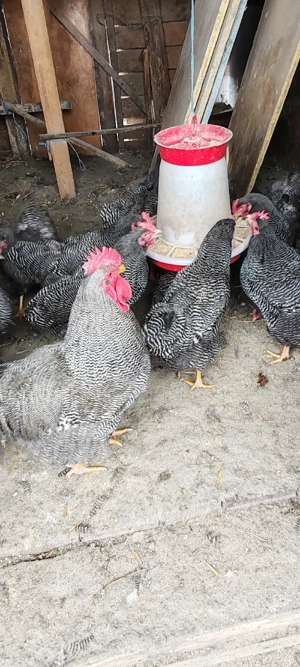 vînd ouă de playmut 5 lei ou - imagine 3