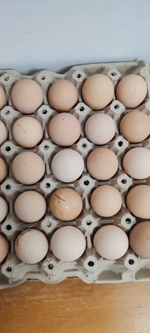 vînd ouă de plymuth