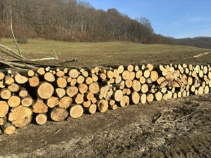 Lemne de foc esenta tare cantitate garantata 