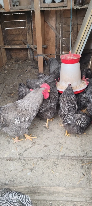 vînd ouă de playmut 5 lei ou - imagine 5