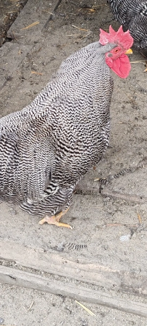 vînd ouă de playmut 5 lei ou - imagine 4