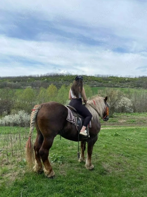 armasar de vanzare  - imagine 5