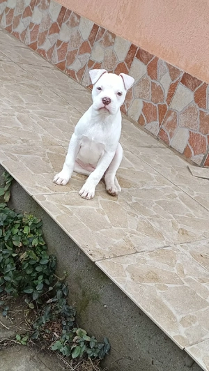 catel Amstaff de vanzare  - imagine 3