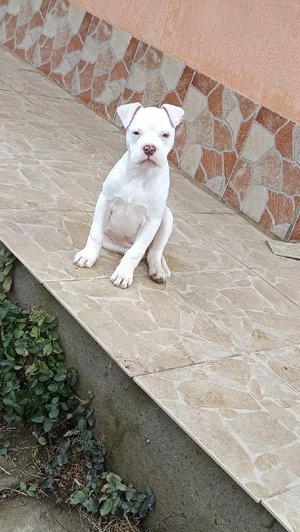 catel Amstaff de vanzare  - imagine 2