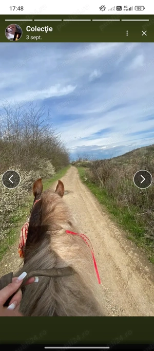 armasar de vanzare  - imagine 3