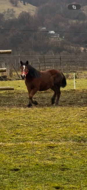 Vând mânză semigrea românească - imagine 3