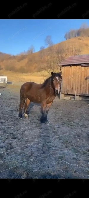 Vând mânză semigrea românească