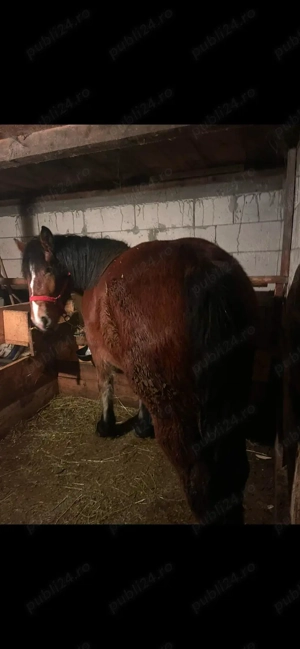 Vând mânză semigrea românească - imagine 2