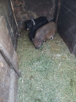 De Vânzare 2 purcele și on ver vacinați  - imagine 5