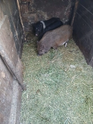 De Vânzare 2 purcele și on ver vacinați  - imagine 3