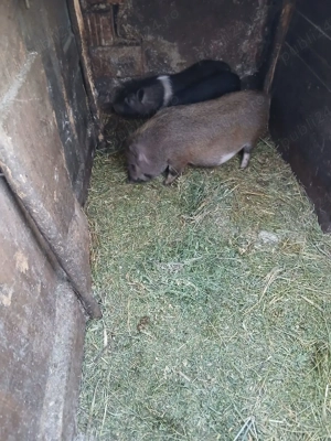 De Vânzare 2 purcele și on ver vacinați  - imagine 4