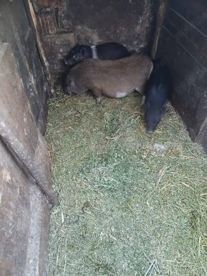 De Vânzare 2 purcele și on ver vacinați  - imagine 2