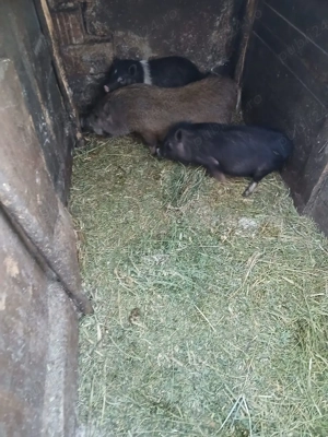 De Vânzare 2 purcele și on ver vacinați 