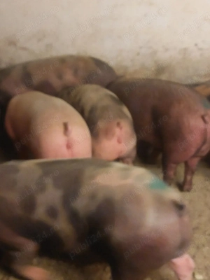 vând soldani de carne diferite mărimi 