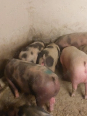 vând soldani de carne diferite  - imagine 2