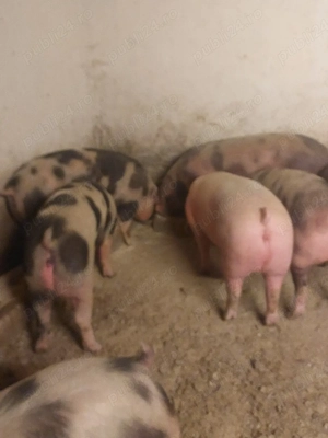 vând porci de carne diferite mărimi 