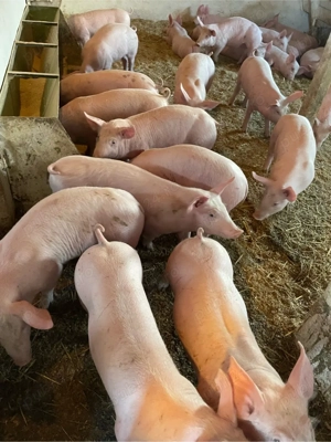 purcei de vanzare de la 25 pana la 35 de kg  - imagine 2