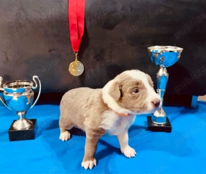 Baietei Border Collie cu Pedigree - imagine 3
