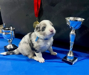 Baietei Border Collie cu Pedigree