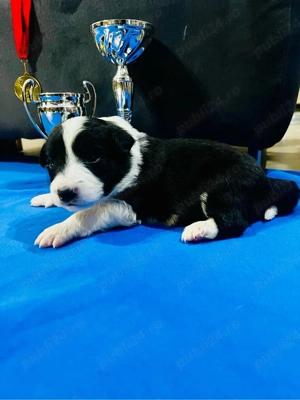 Baietei Border Collie cu Pedigree - imagine 5