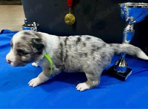 Baietei Border Collie cu Pedigree - imagine 4