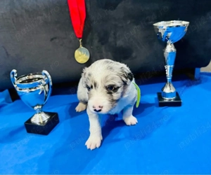 Baietei Border Collie cu Pedigree - imagine 2