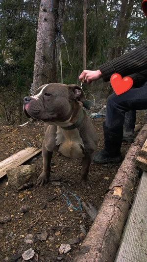american bully mascul - imagine 3