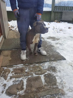american bully mascul - imagine 2