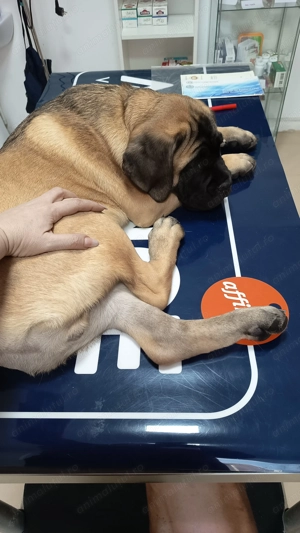 Vand Cane corso din canisă  - imagine 2