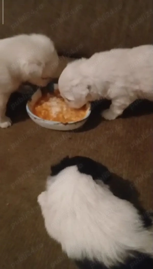 catelusi talie mică ajuut cu transport în țară contra cost - imagine 4