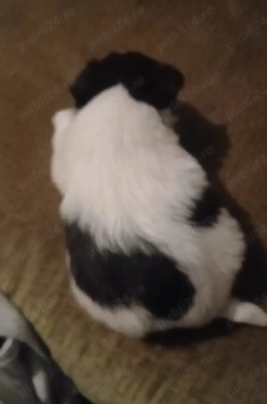 catelusi talie mică ajuut cu transport în țară contra cost - imagine 3