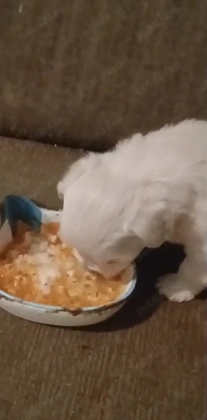 catelusi talie mică ajuut cu transport în țară contra cost - imagine 2