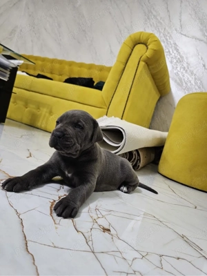 cane corso blue - imagine 4