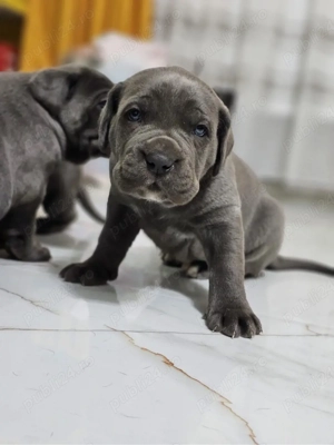 cane corso blue - imagine 2