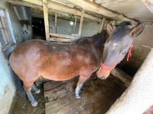 Iapa de vanzare   ideala pentru munca agricola  - imagine 5