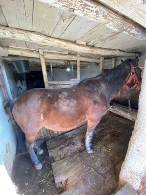 Iapa de vanzare   ideala pentru munca agricola 