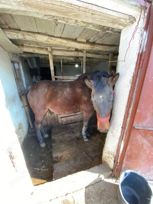 Iapa de vanzare   ideala pentru munca agricola  - imagine 2