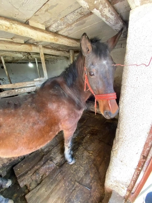 Iapa de vanzare   ideala pentru munca agricola  - imagine 4