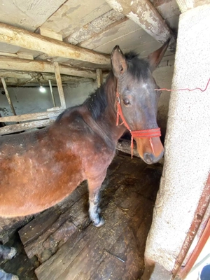 Iapa de vanzare   ideala pentru munca agricola  - imagine 3